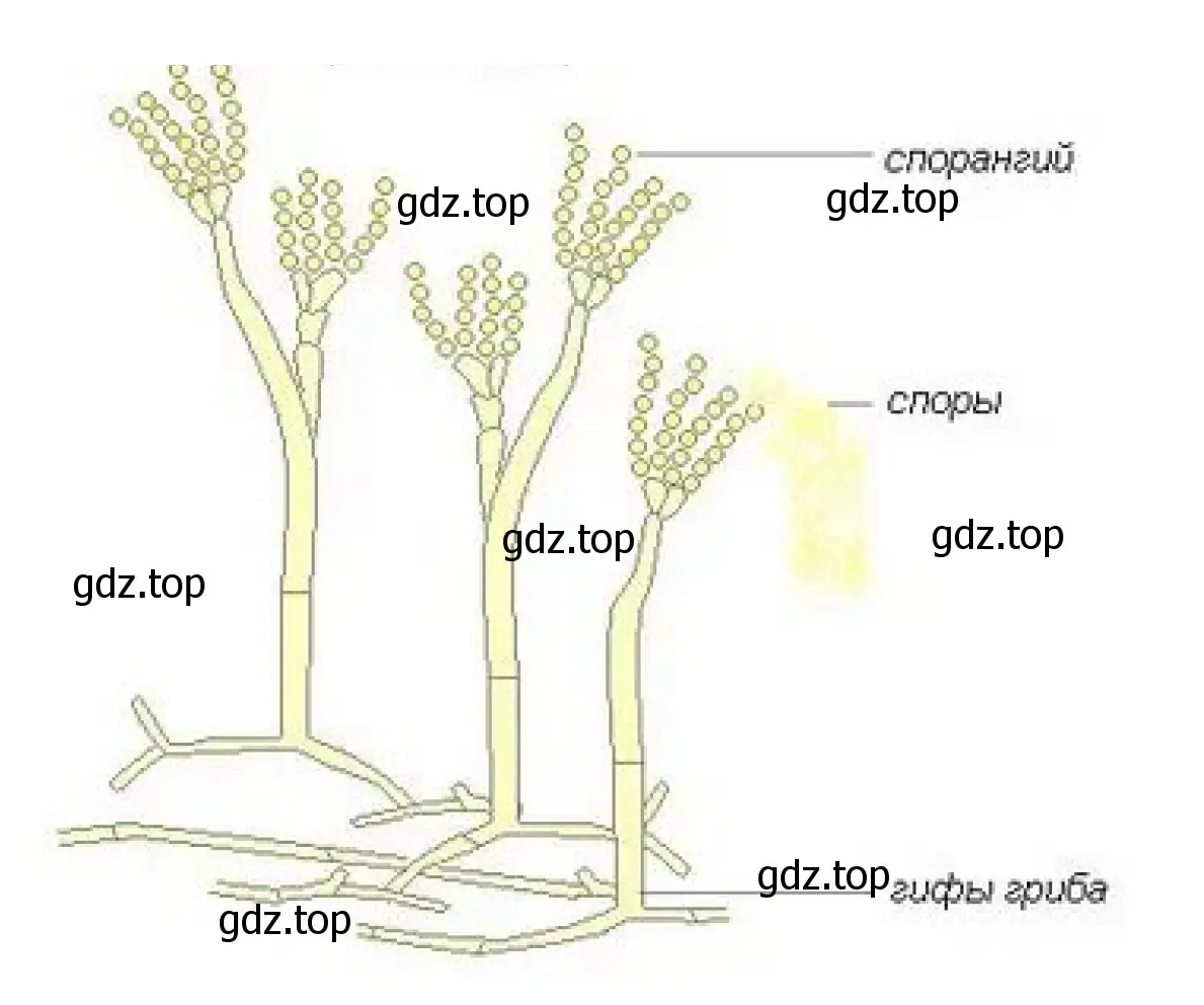 Строение гриба пеницилла
