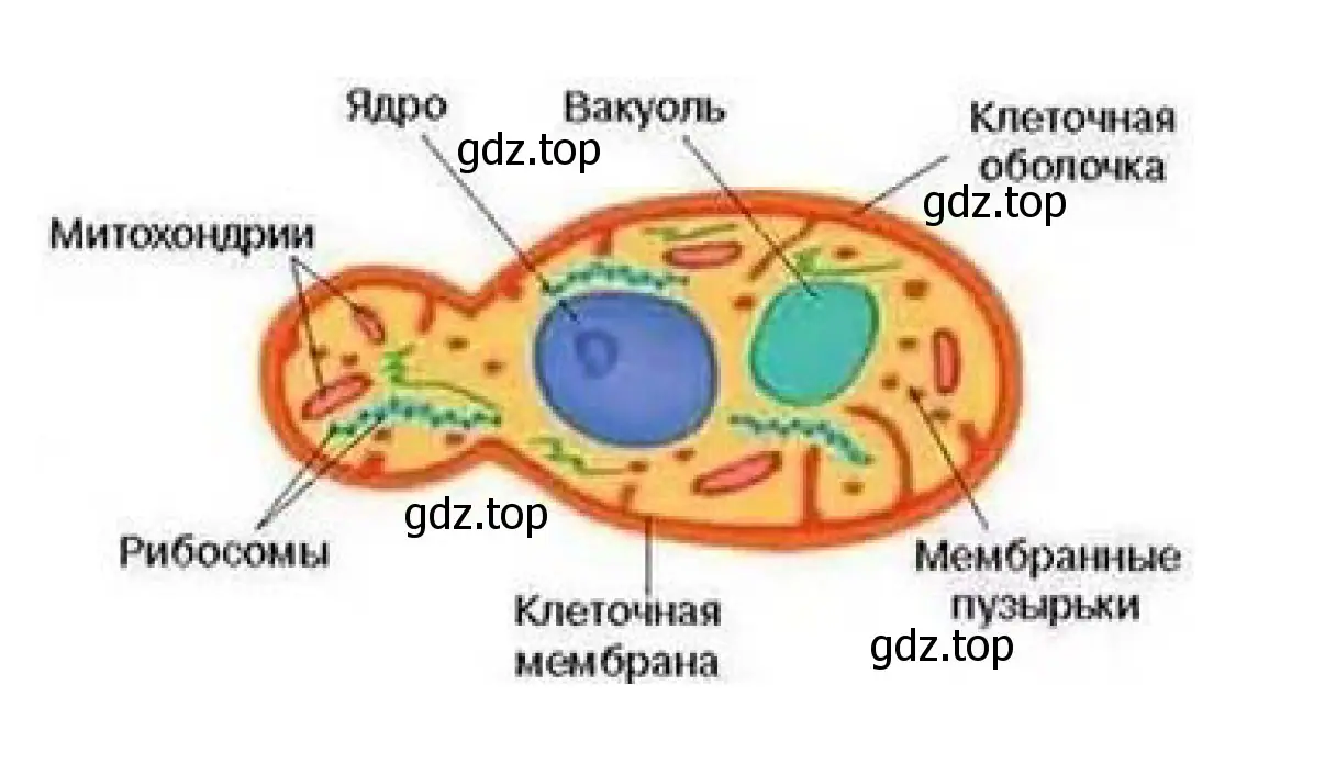 Клетка дрожжей