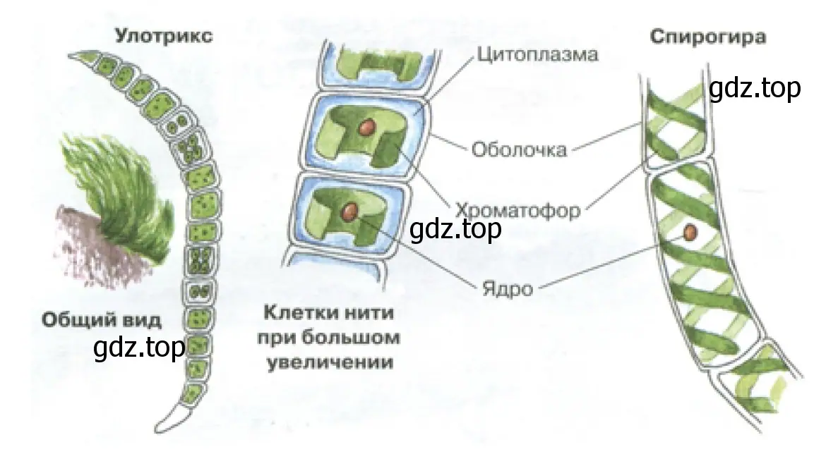 Строение водорослей: улотрикс и спирогира