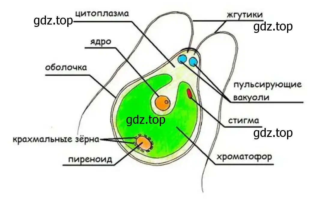 Строения одноклеточных зеленой водоросли хламидомонады