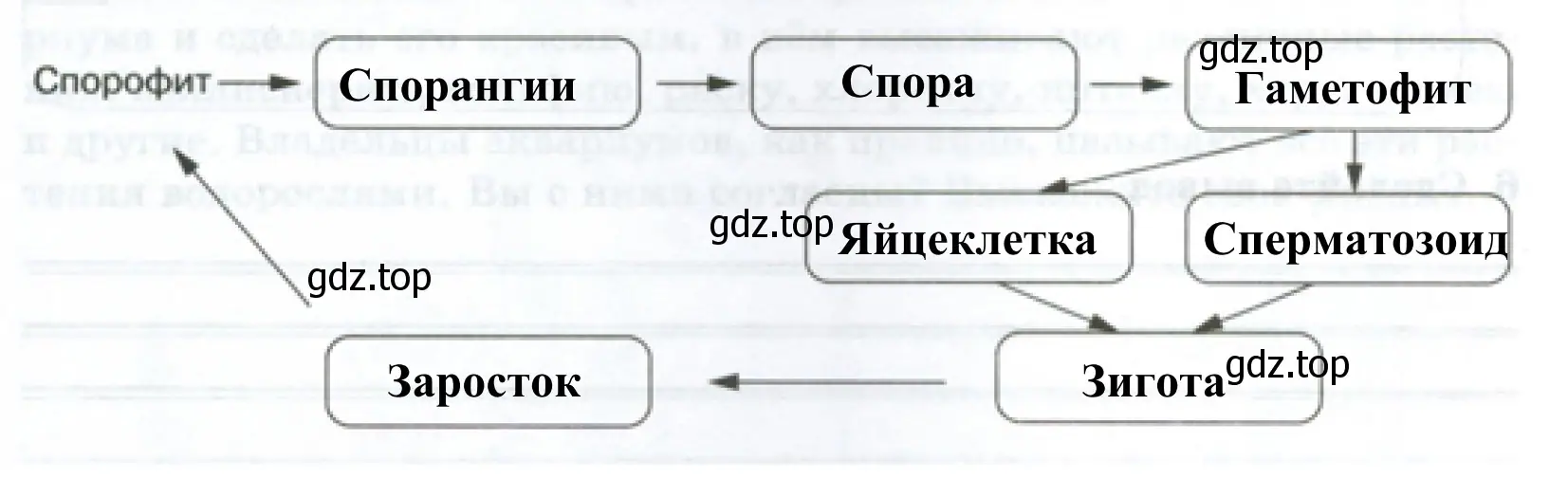 Схема «Жизненный цикл высших споровых растений»