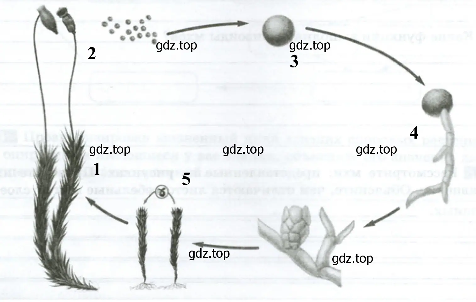 Цикл развития мха кукушкин лён: 1 — половое поколение (гаметофит), 2 — бесполое поколение (спорофит), 3 — спора, 4 — протонема, 5 — сперматозоиды.