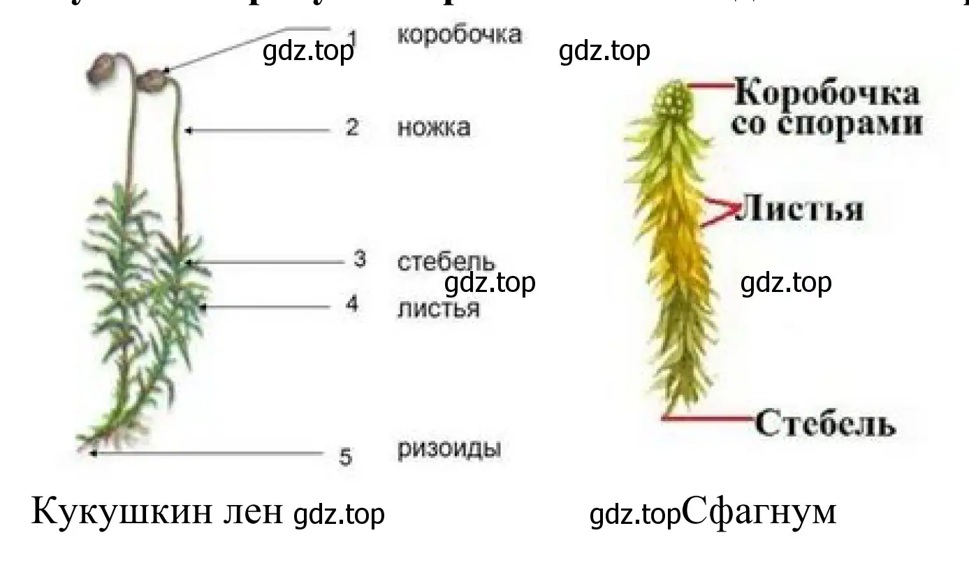 Строение мха: кукушкин лен и сфагнум.