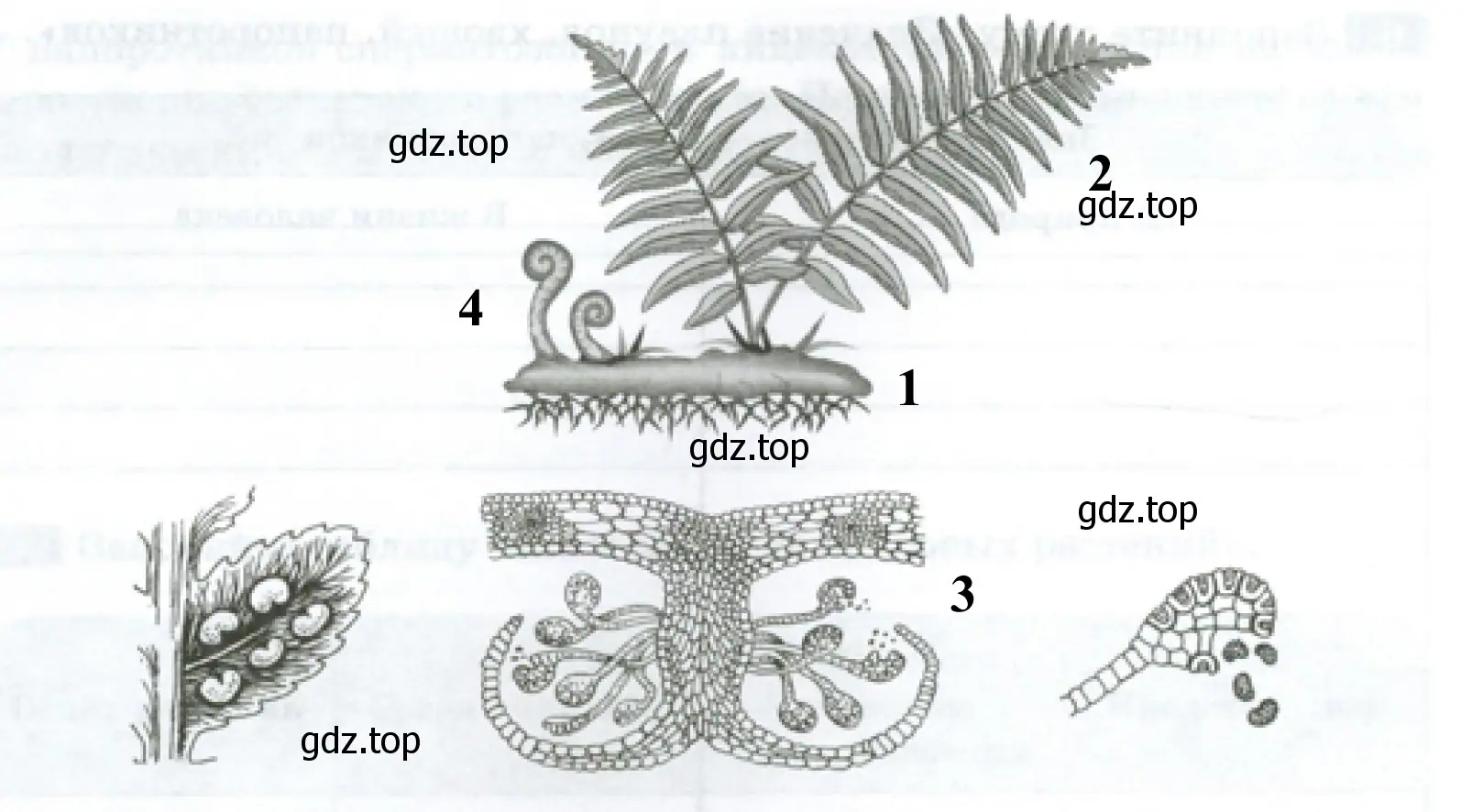 Папоротник щитовник: 1 — корневище; 2 — вайи; 3 — спорангии со спорами с придаточными корнями; 4 — молодые листья (улиткообразно закручены).
