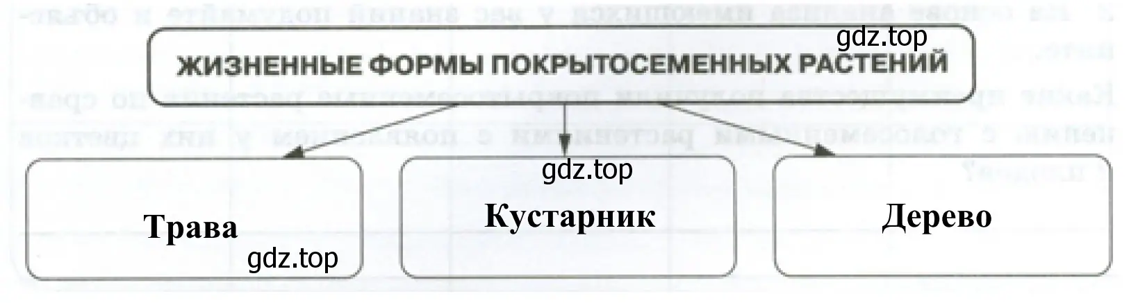 Схема «Жизненные формы покрытосеменных растений»