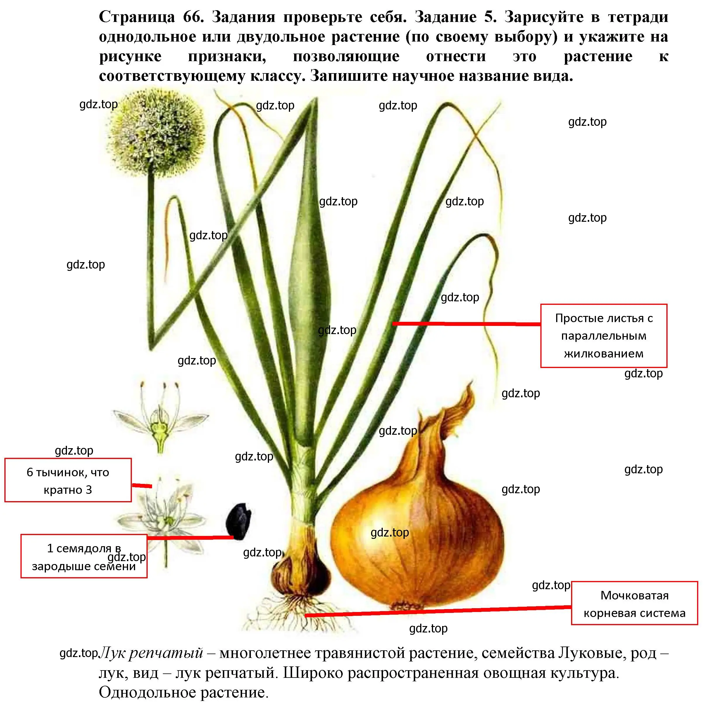 Решение номер 5 (страница 66) гдз по биологии 7 класс Пасечник, Суматохин, учебник