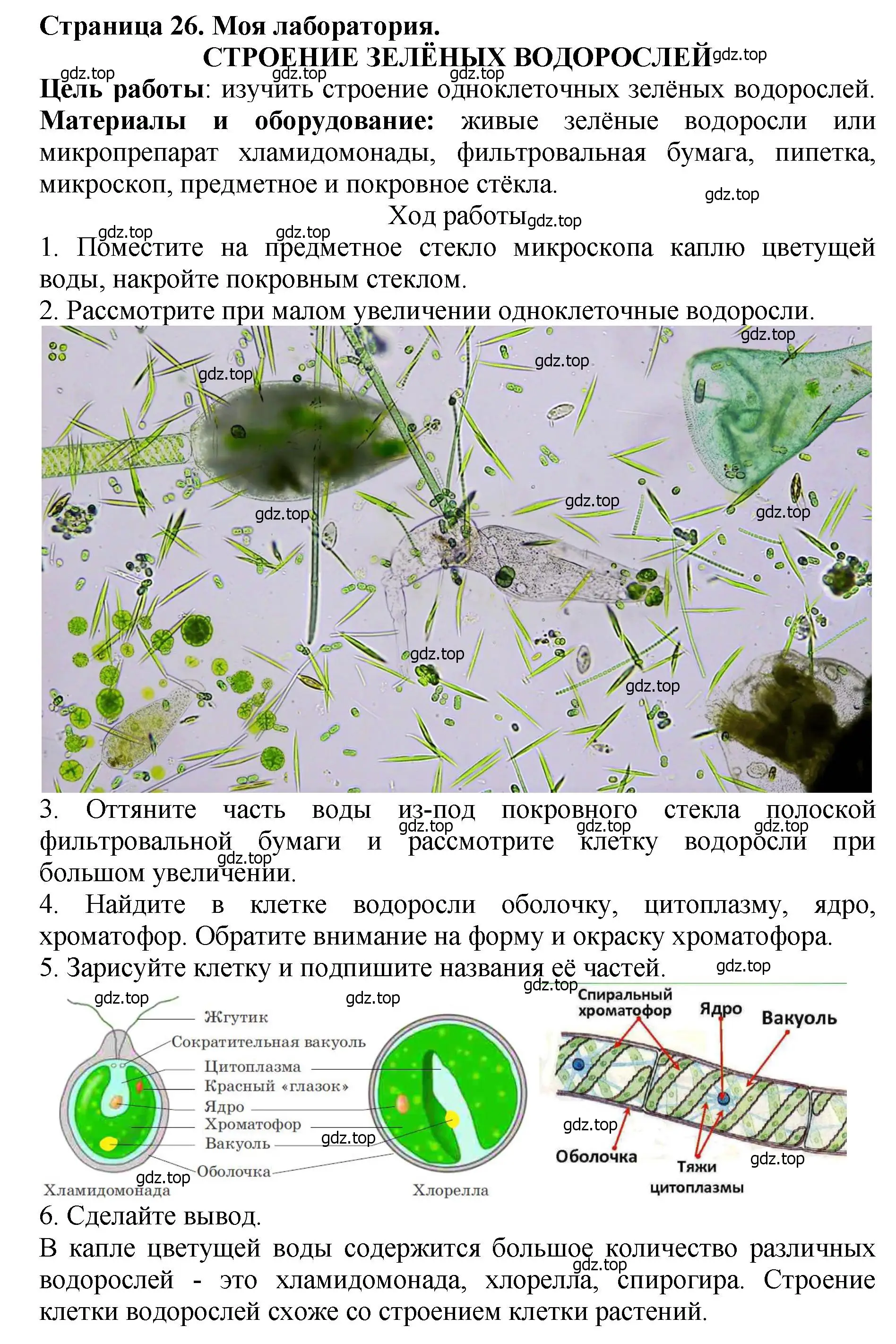 Решение 2.  Моя лаборатория (страница 26) гдз по биологии 7 класс Пасечник, Суматохин, учебник