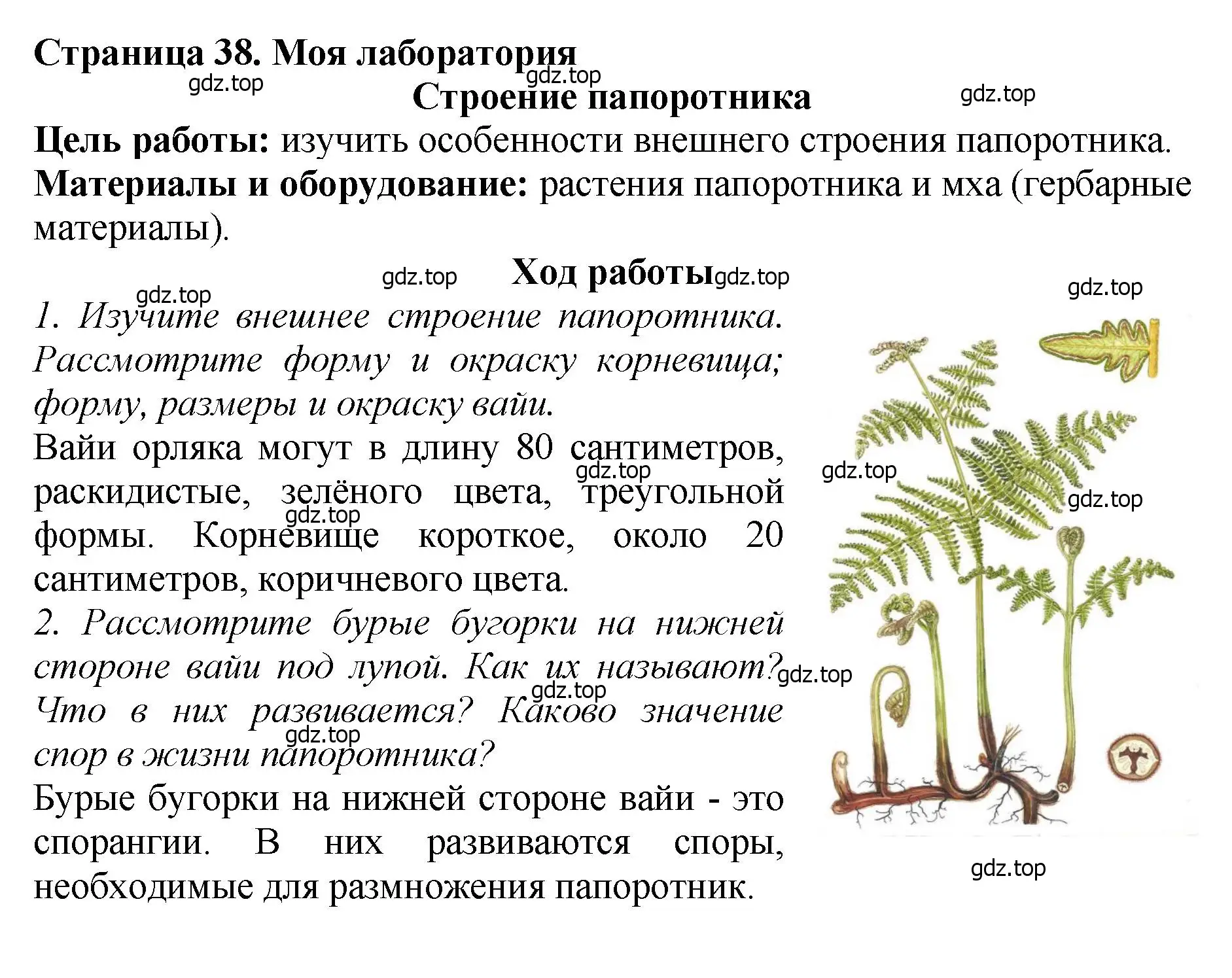 Решение 2.  Моя лаборатория (страница 38) гдз по биологии 7 класс Пасечник, Суматохин, учебник