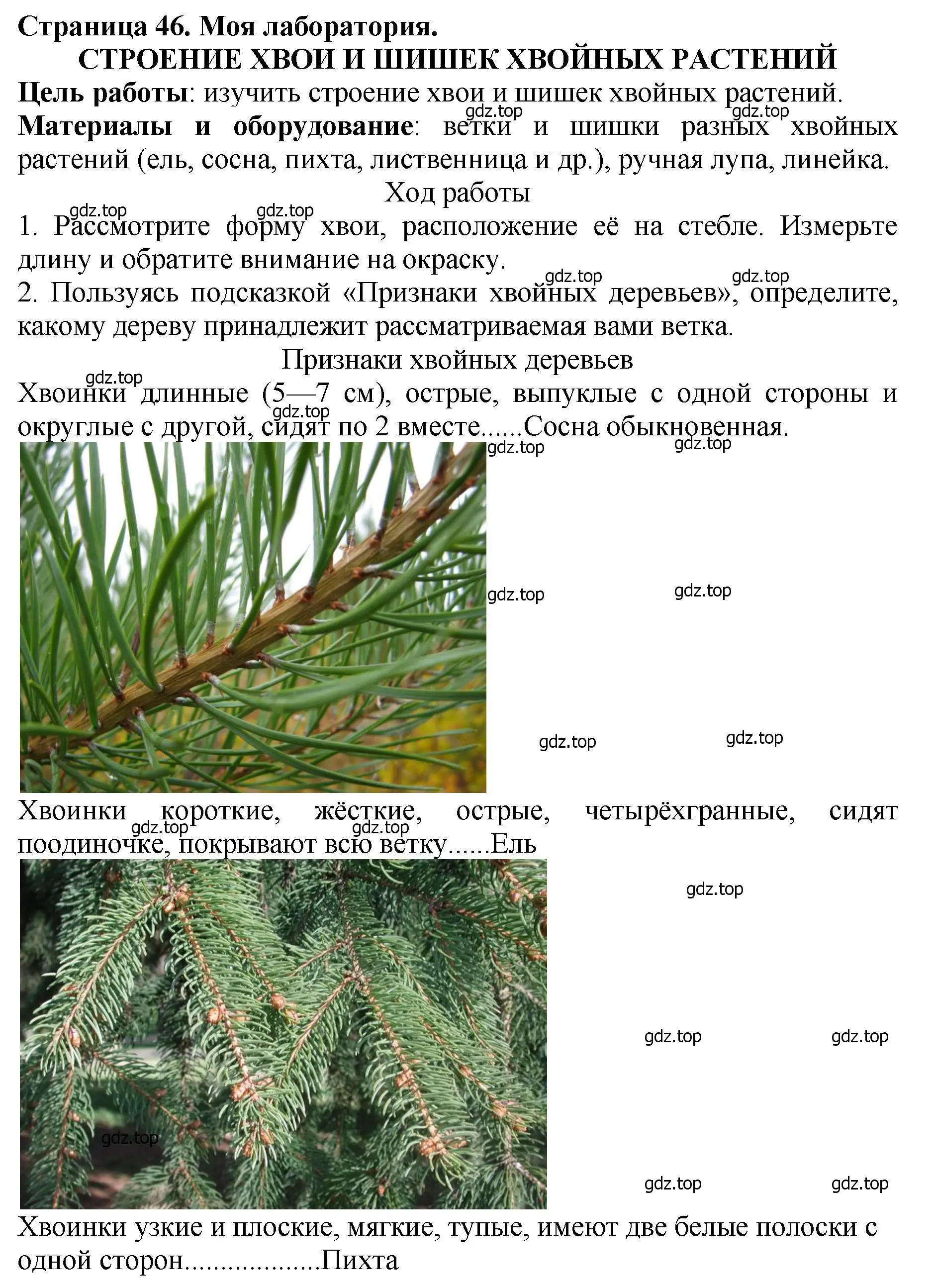 Решение 2.  Моя лаборатория (страница 46) гдз по биологии 7 класс Пасечник, Суматохин, учебник