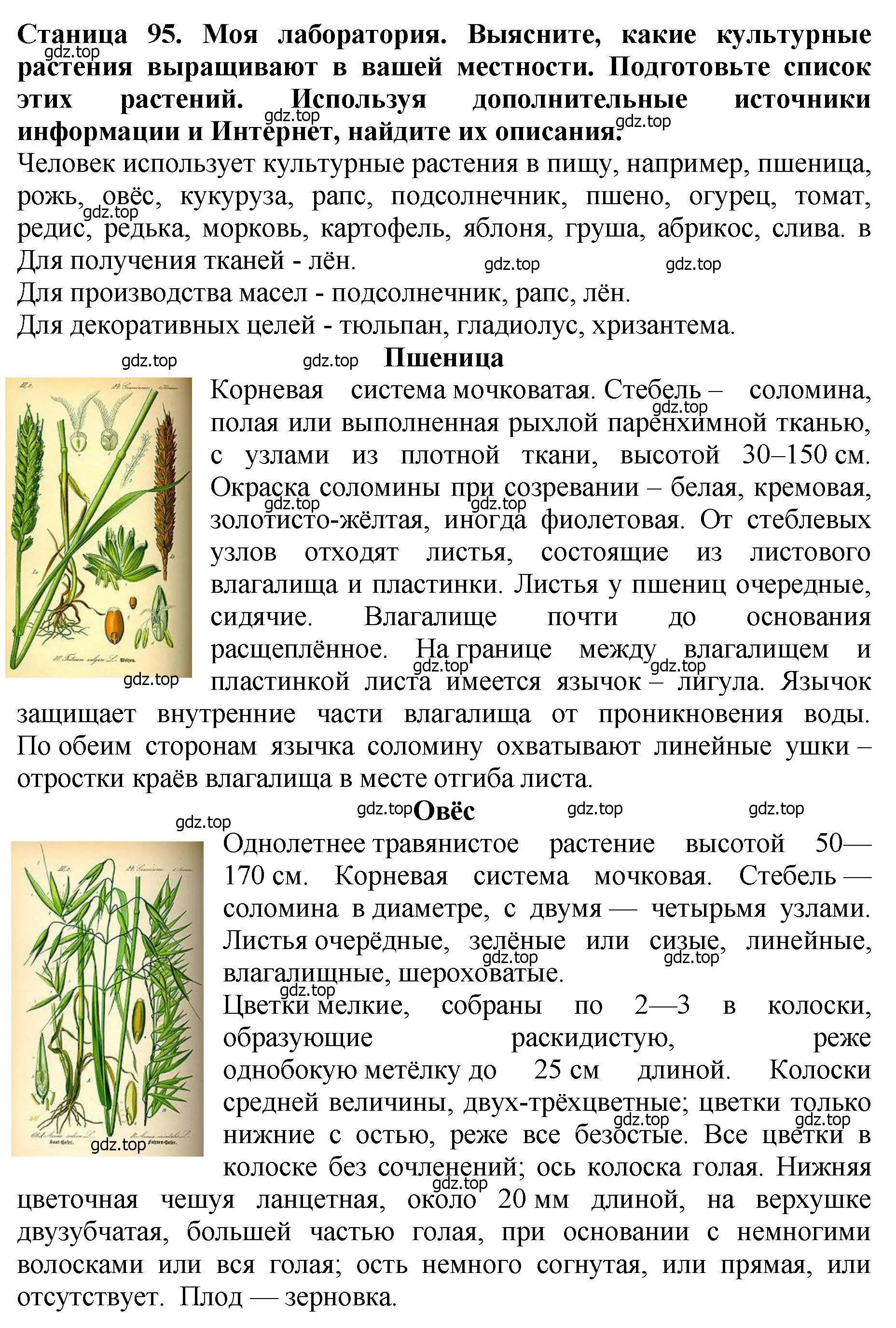 Решение 2.  Моя лаборатория (страница 95) гдз по биологии 7 класс Пасечник, Суматохин, учебник