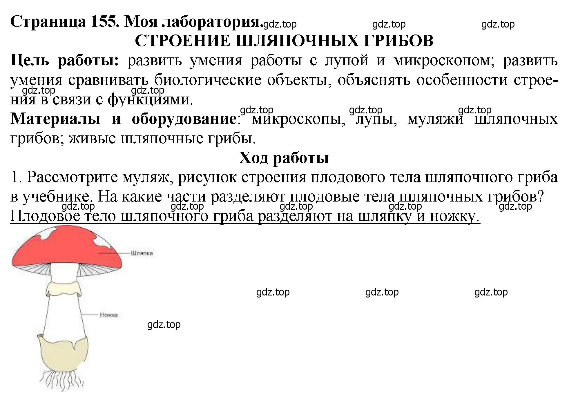 Решение 2.  Моя лаборатория (страница 155) гдз по биологии 7 класс Пасечник, Суматохин, учебник