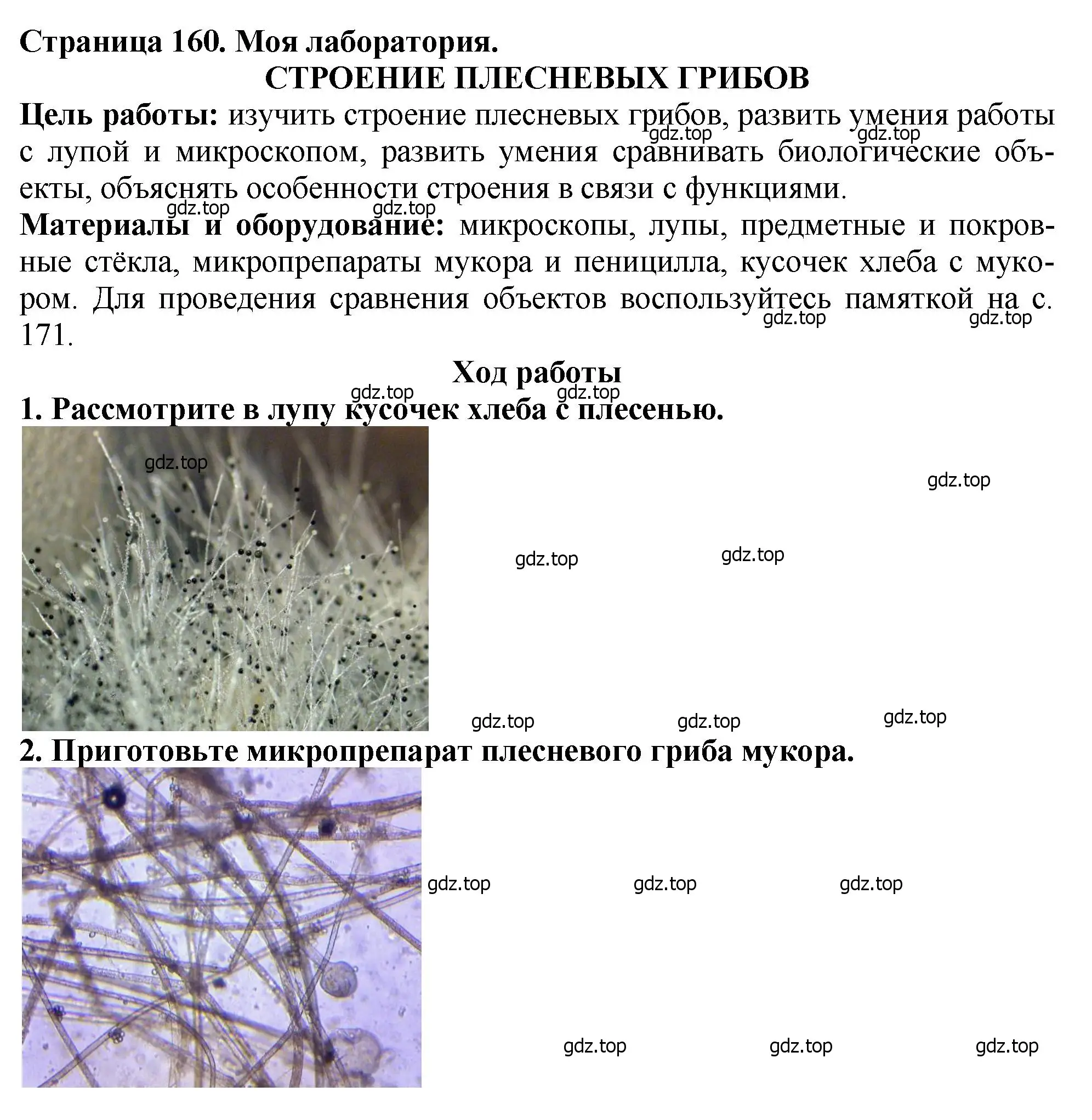 Решение 2.  Моя лаборатория (страница 160) гдз по биологии 7 класс Пасечник, Суматохин, учебник