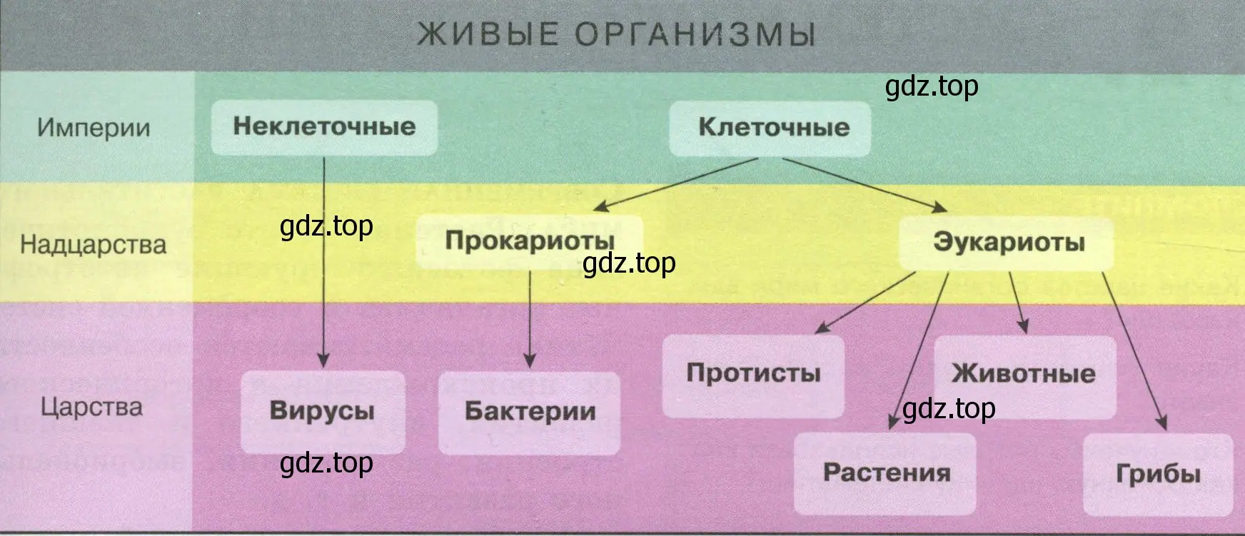 Рисунок. Схема классификации основных групп организмов.