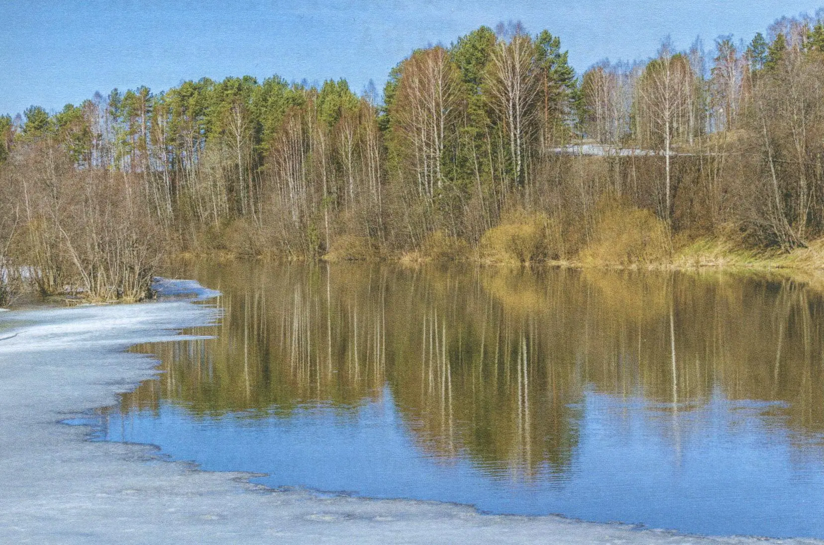 Рисунок. Весенний лес