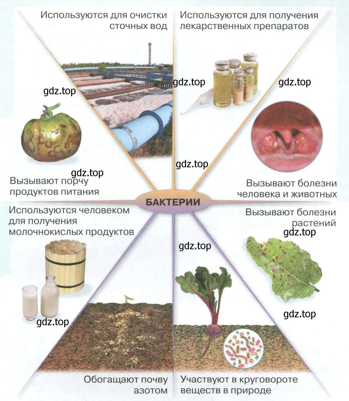 Рисунок 104. Роль бактерий в хозяйственной деятельности человека. 