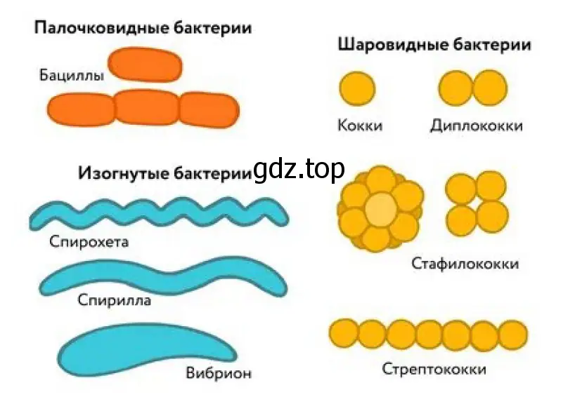 Рисунок. Клетки бактерий: палочковидные и шаровидные.