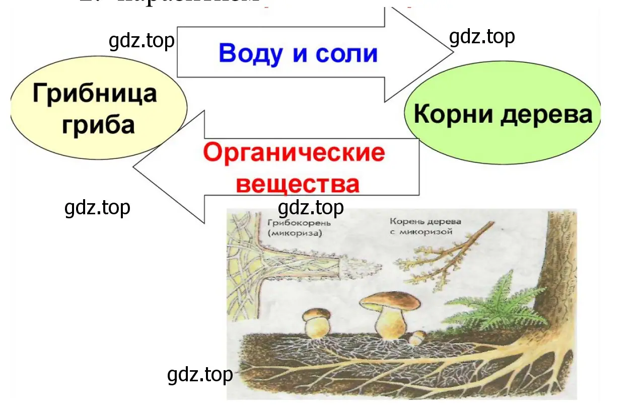 Схема форм взаимоотношений грибов и растений