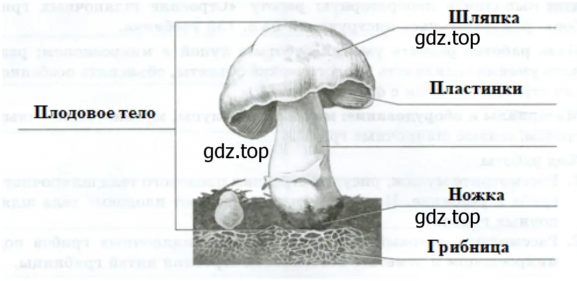 Рисунок. Строение плодового тела шляпочного гриба.