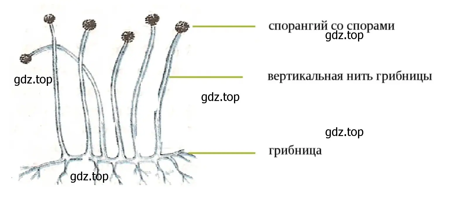 Строение гриба мукора