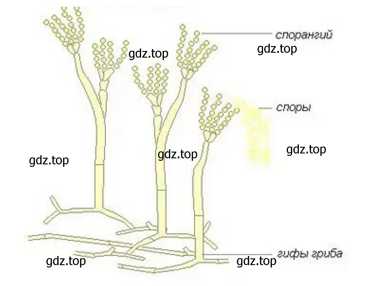 Рисунок 2. Строение гриба пеницилла