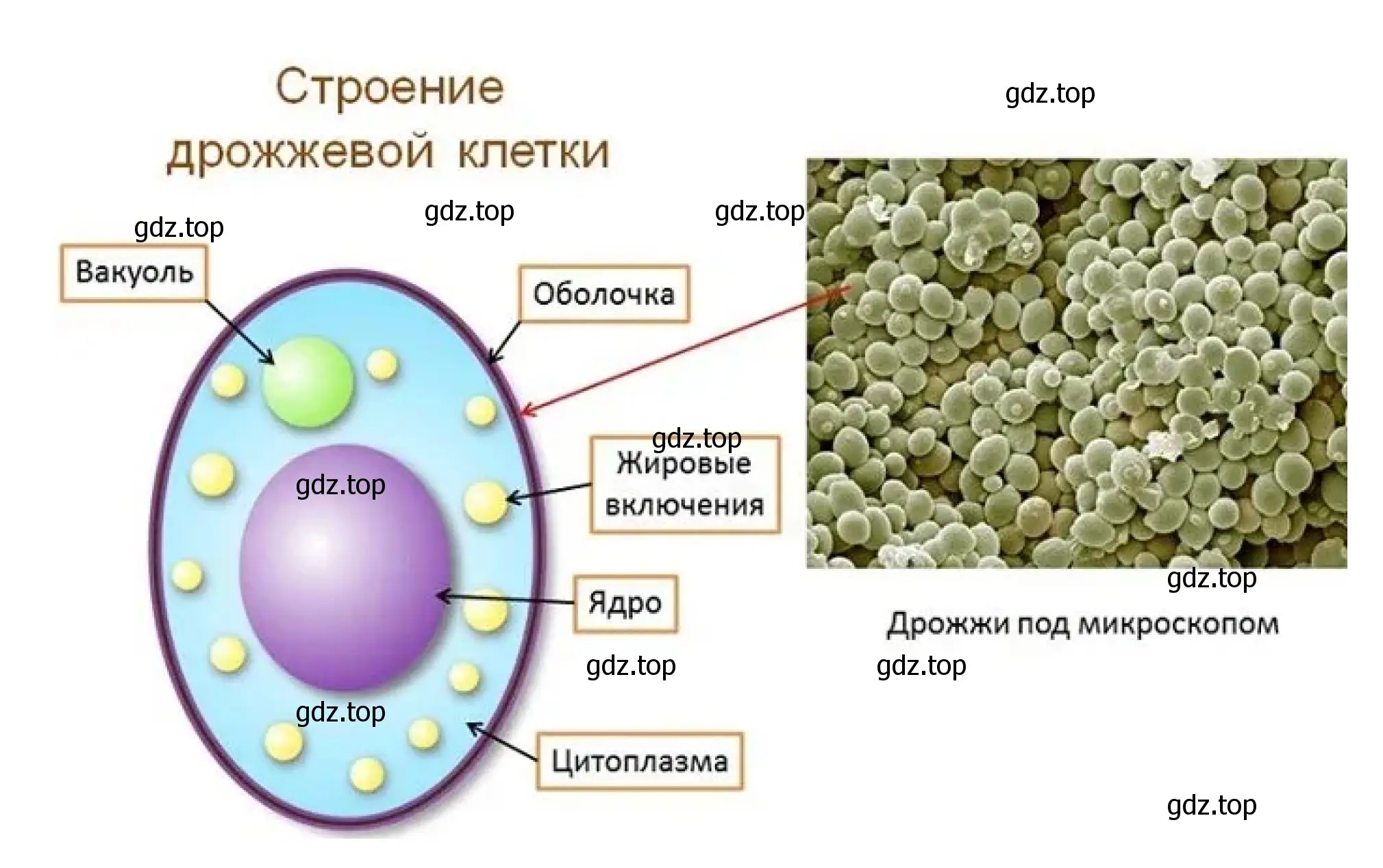 Рисунок 3. Клетка дрожжей