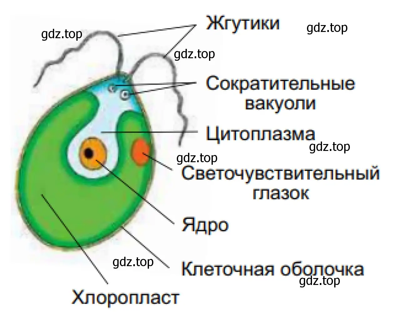 Рисунок. Хламидомонада.