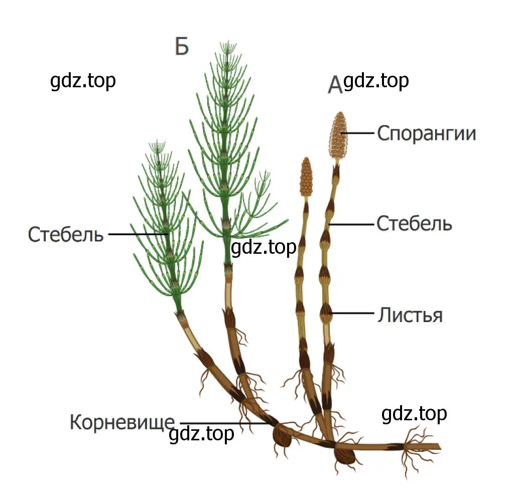 Рисунок. Побеги хвоща: Б - летнее растение (фотосинтезирующий побег), А - весеннее растение (спороносный побег).