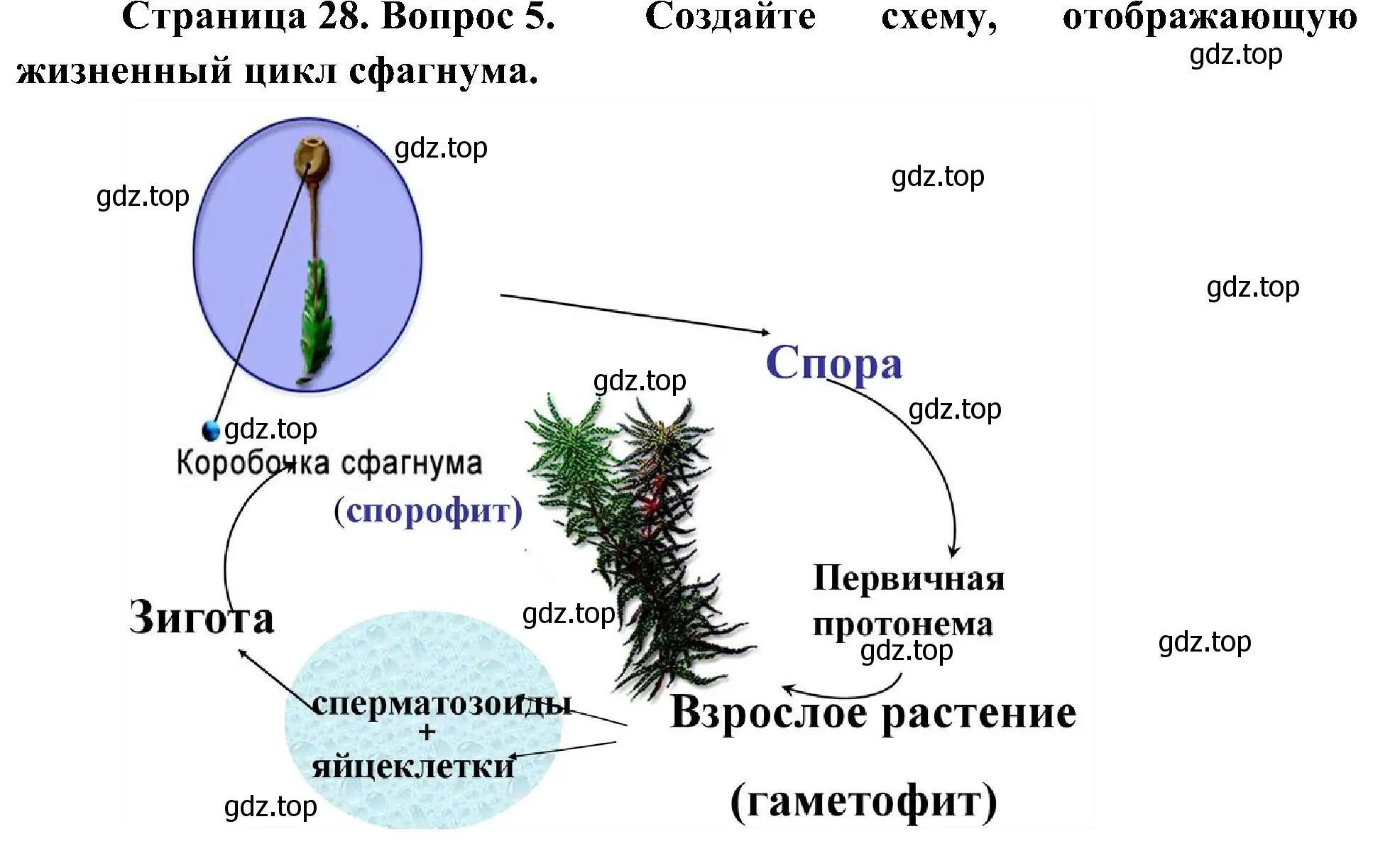 Решение номер 5 (страница 28) гдз по биологии 7 класс Пономарева, Корнилова, учебник