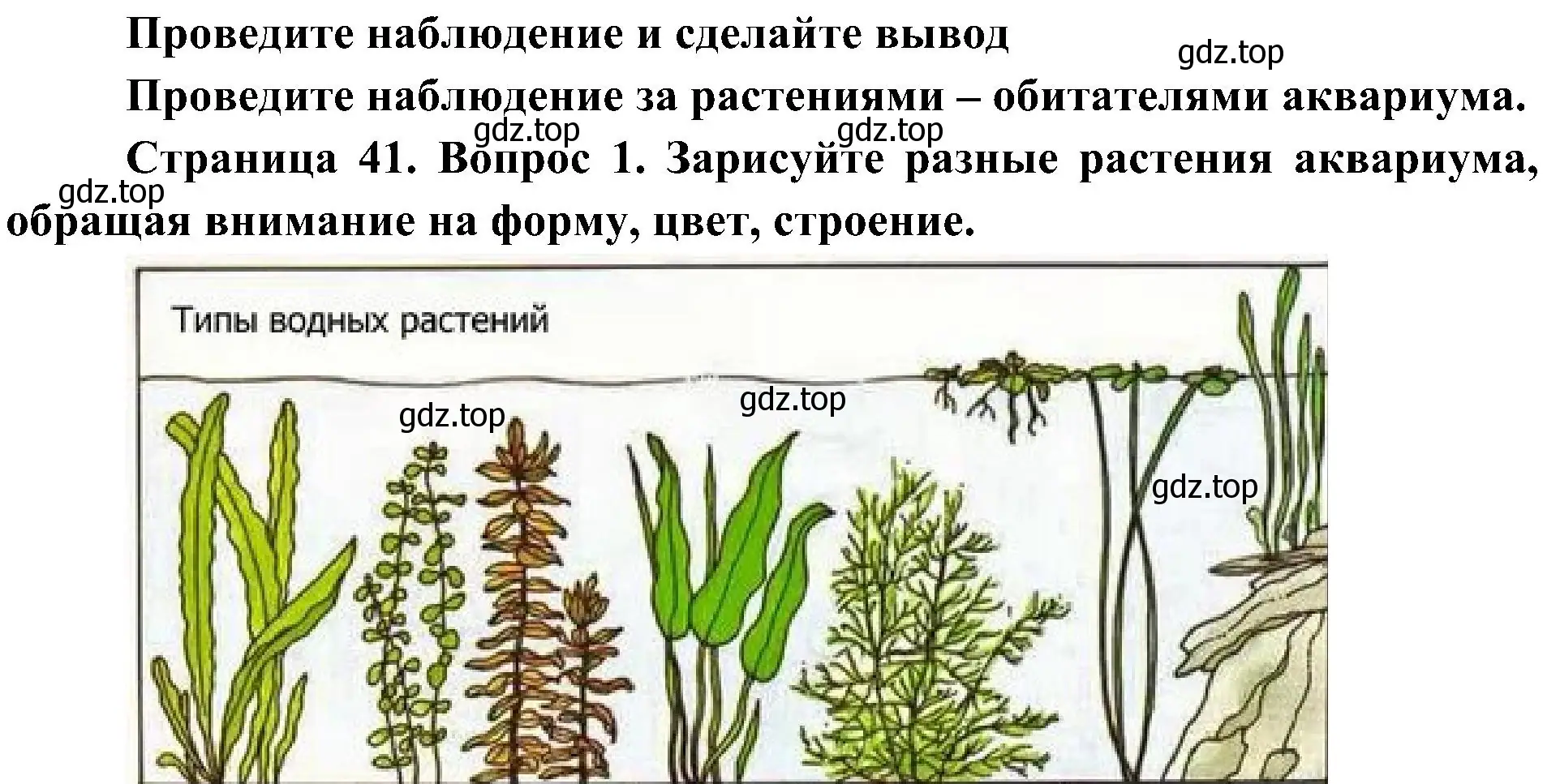 Решение номер 1 (страница 41) гдз по биологии 7 класс Пономарева, Корнилова, учебник