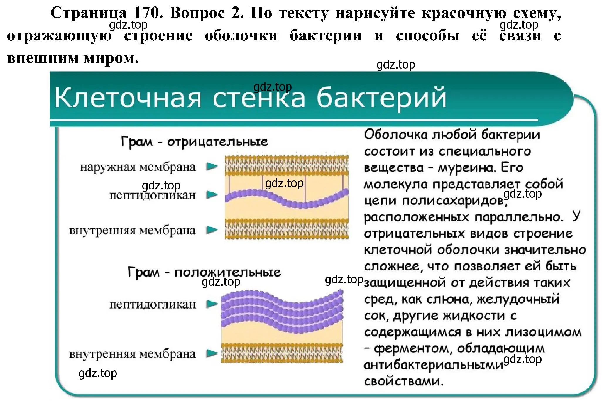 Решение номер 2 (страница 170) гдз по биологии 7 класс Пономарева, Корнилова, учебник