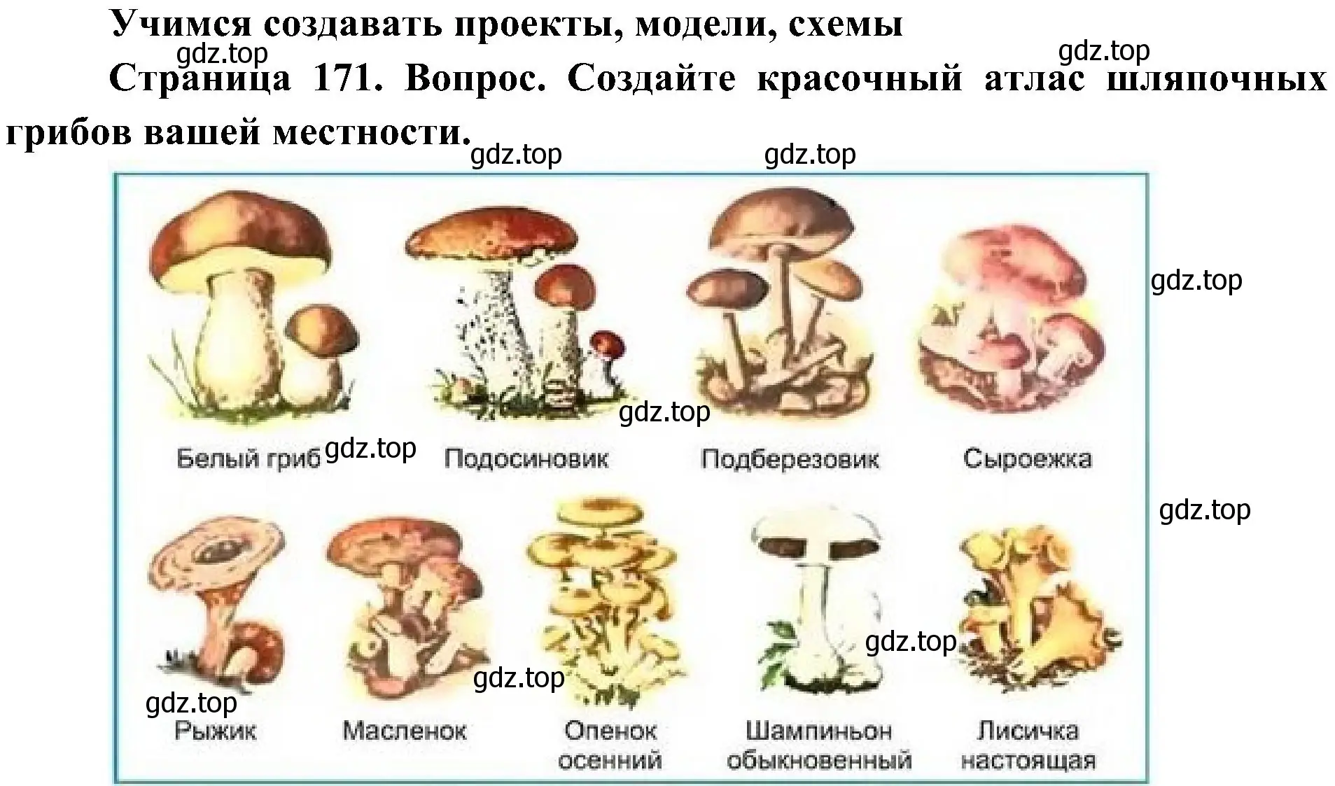 Решение  Учимся создавать проекты, модели, схемы (страница 171) гдз по биологии 7 класс Пономарева, Корнилова, учебник