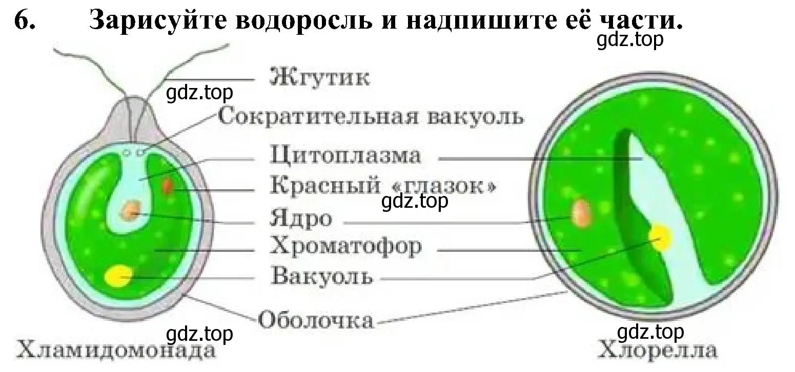 Решение номер 6 (страница 18) гдз по биологии 7 класс Пономарева, Корнилова, учебник