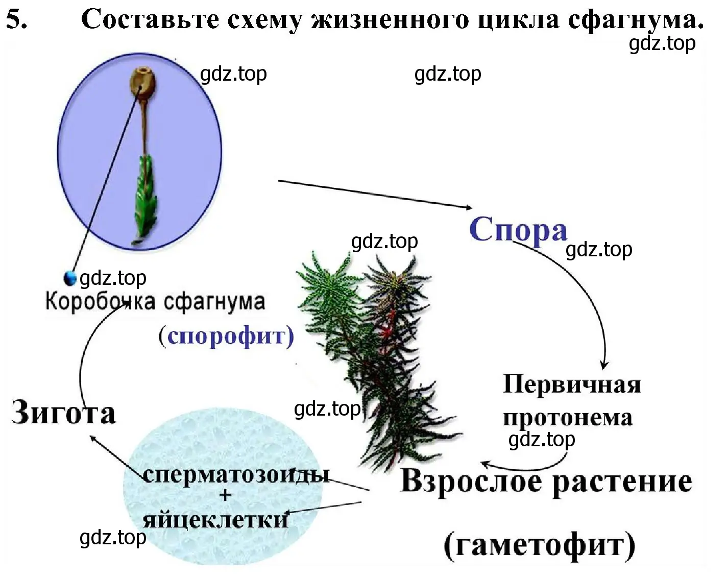 Решение номер 5 (страница 27) гдз по биологии 7 класс Пономарева, Корнилова, учебник