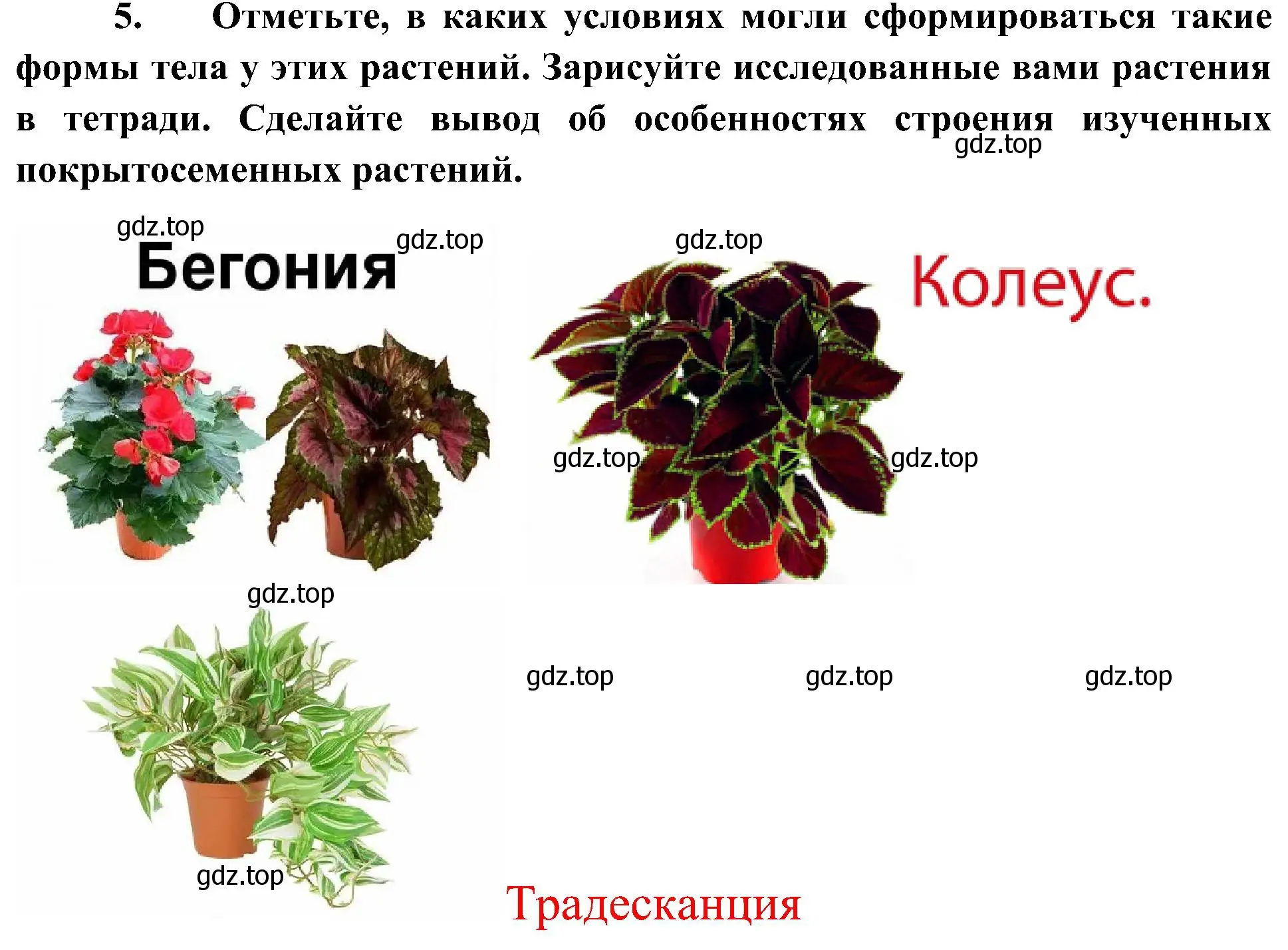 Решение номер 5 (страница 60) гдз по биологии 7 класс Пономарева, Корнилова, учебник