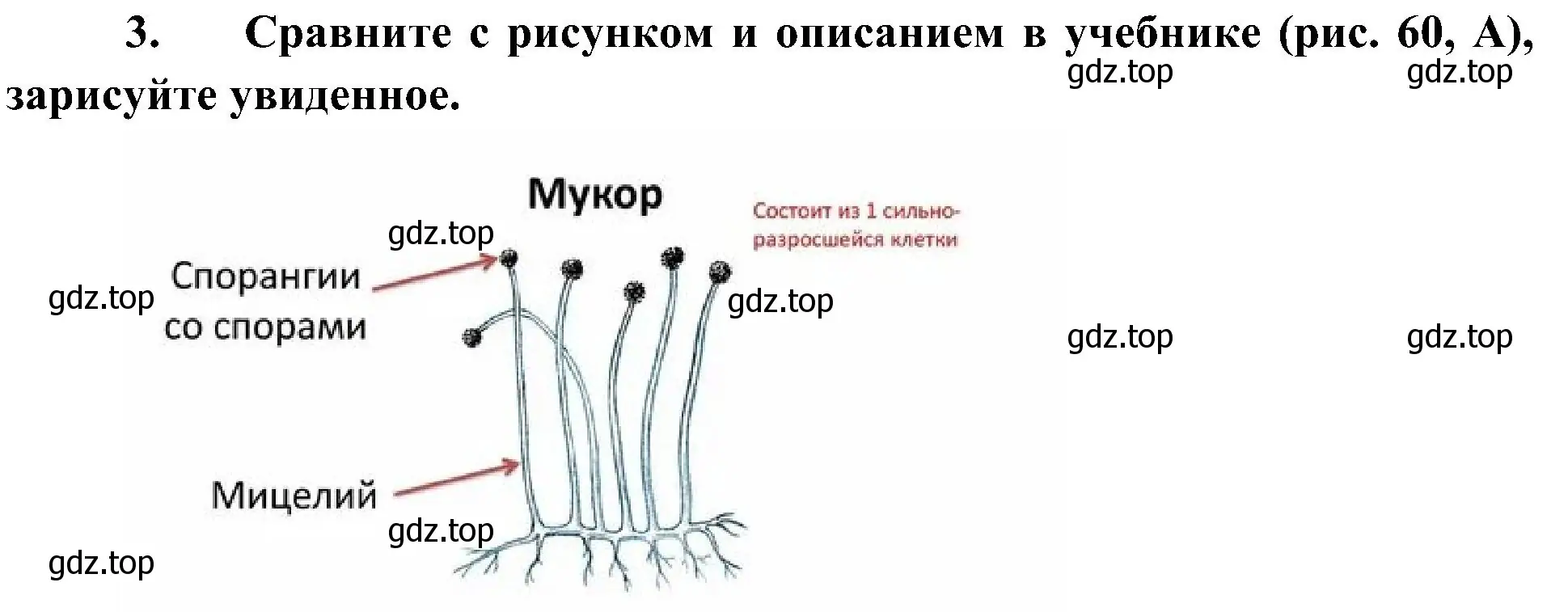 Решение номер 3 (страница 148) гдз по биологии 7 класс Пономарева, Корнилова, учебник