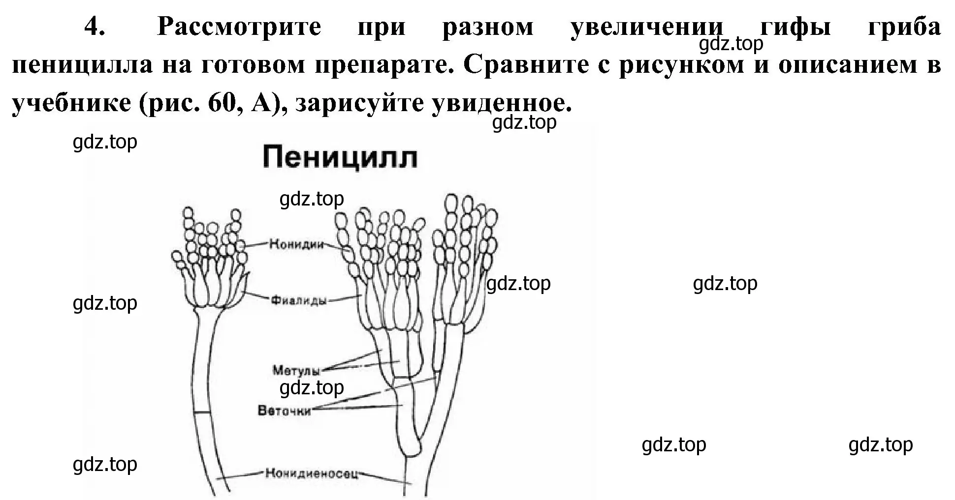 Решение номер 4 (страница 148) гдз по биологии 7 класс Пономарева, Корнилова, учебник