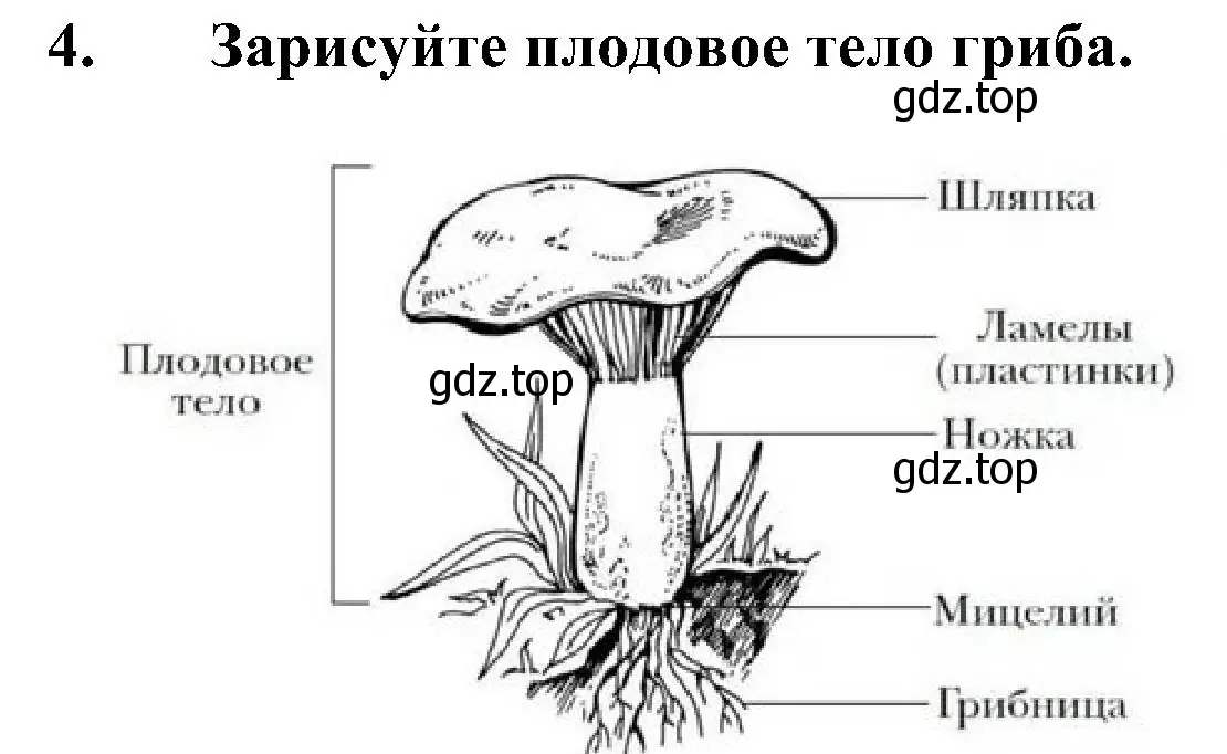 Решение номер 4 (страница 152) гдз по биологии 7 класс Пономарева, Корнилова, учебник