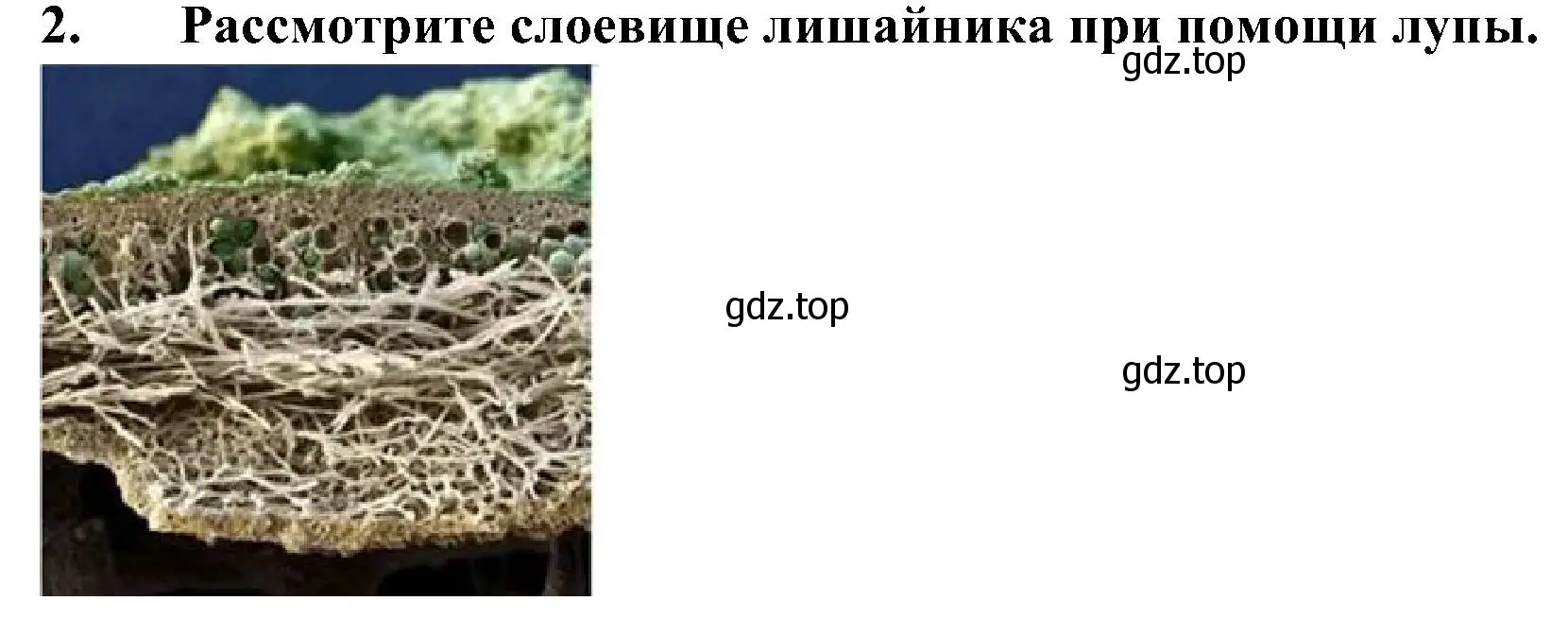 Решение номер 2 (страница 158) гдз по биологии 7 класс Пономарева, Корнилова, учебник