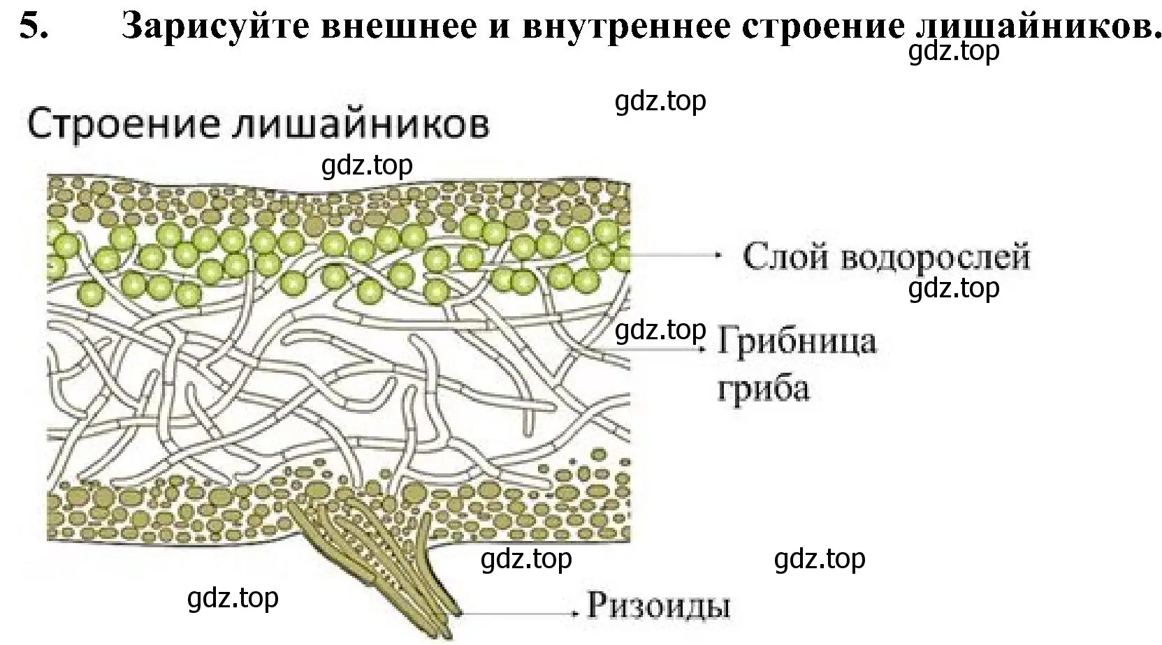 Решение номер 5 (страница 158) гдз по биологии 7 класс Пономарева, Корнилова, учебник