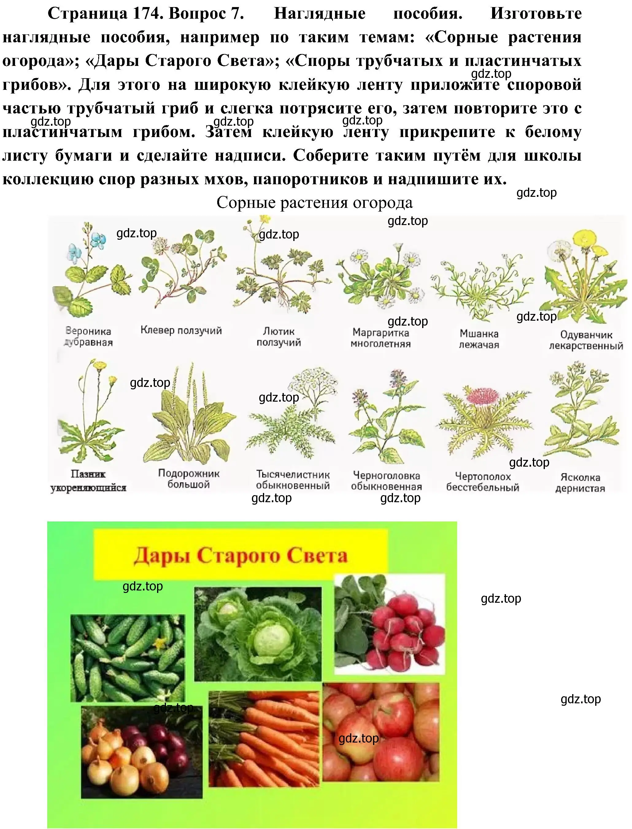 Решение номер 7 (страница 174) гдз по биологии 7 класс Пономарева, Корнилова, учебник