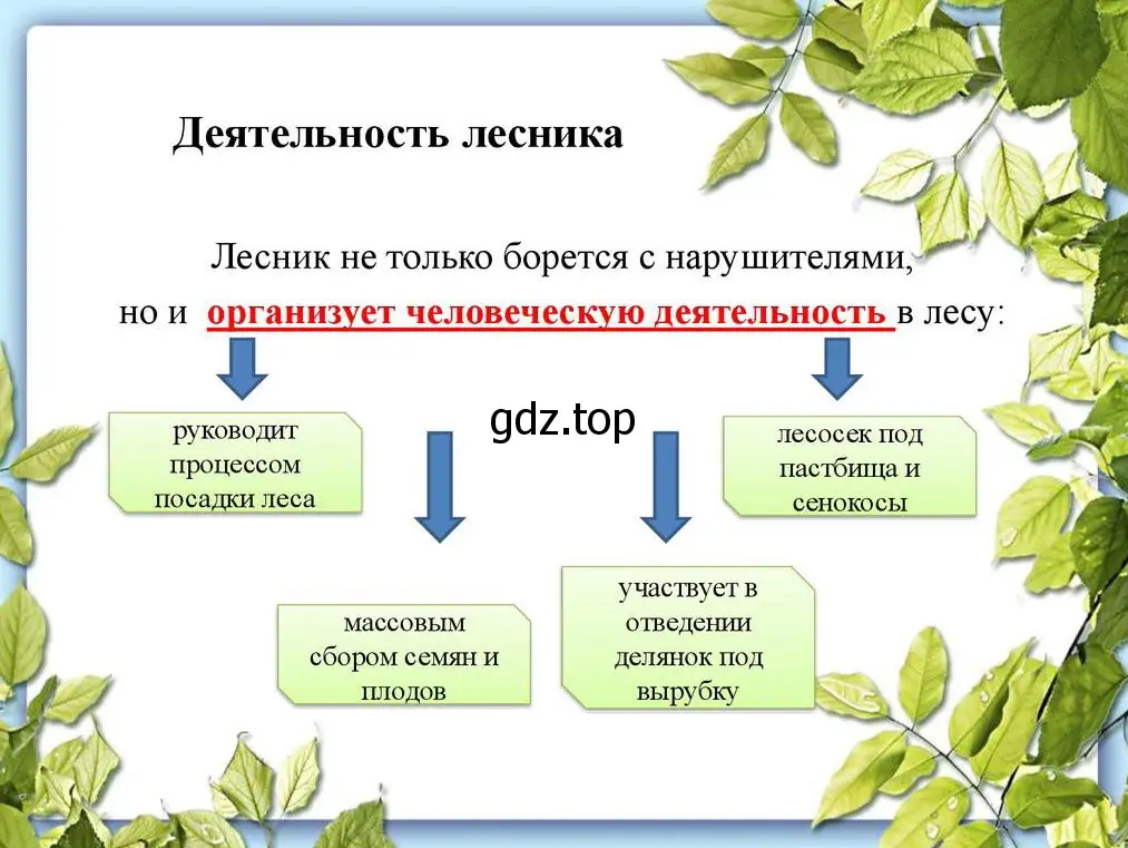 Схема, какие виды выполняет лесовод