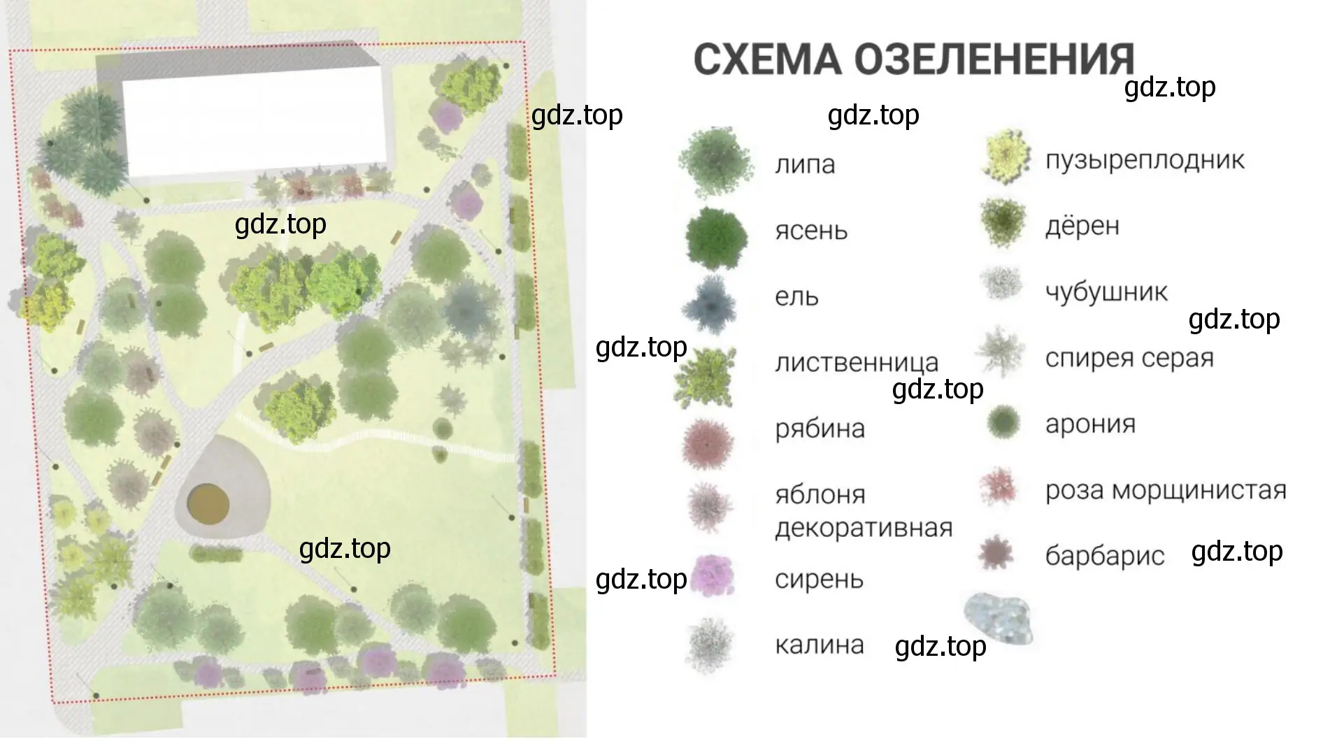 План-схема размещения около вашей школы декоративных растений