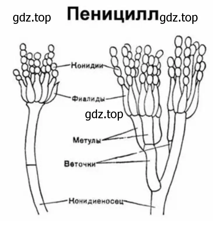 Рассмотреть при разном увеличении гифы гриба пеницилла на готовом препарате