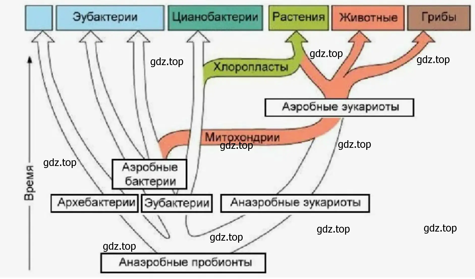 Схема процесса возникновения грибов на Земле