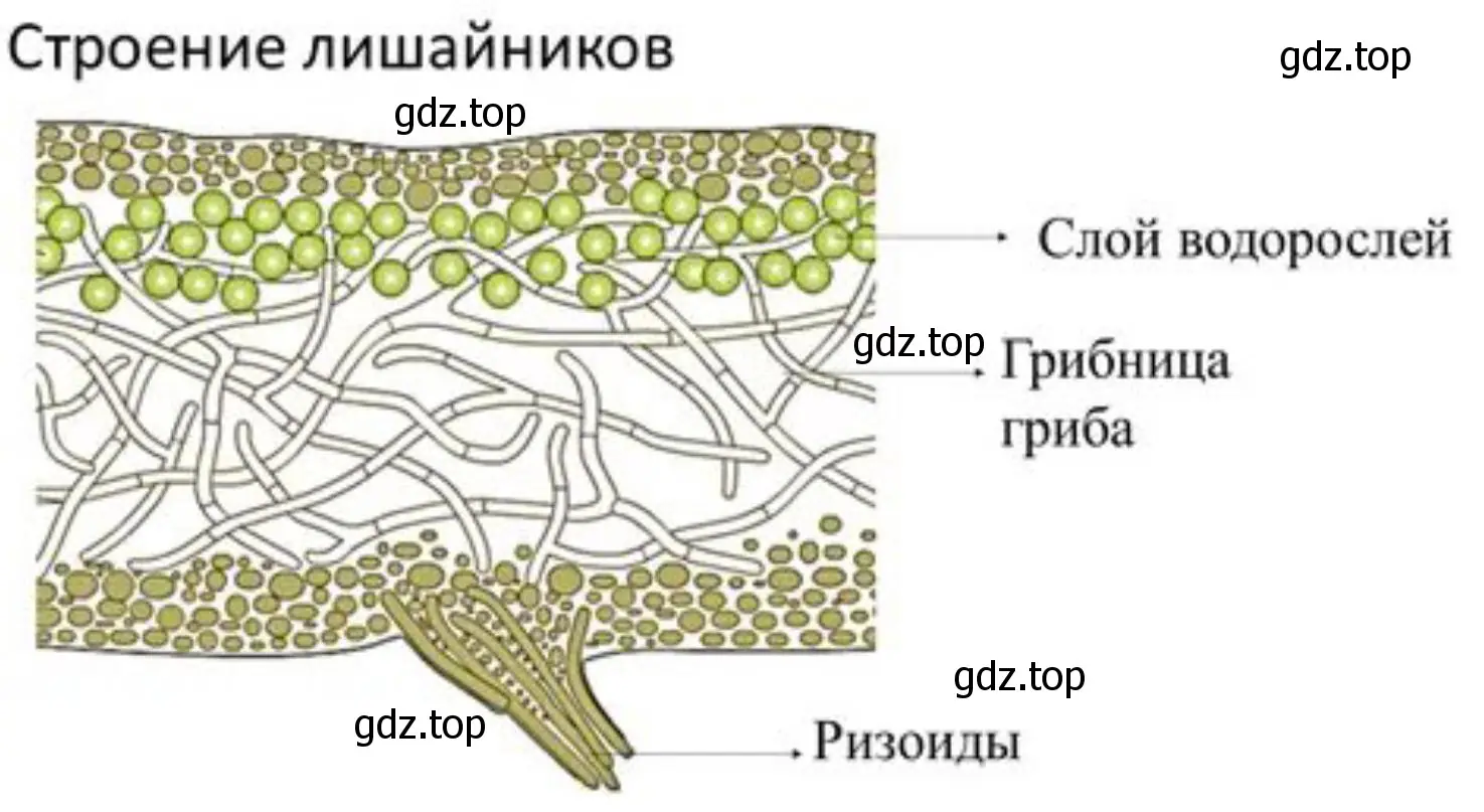 Строение лишайника под микроскопом