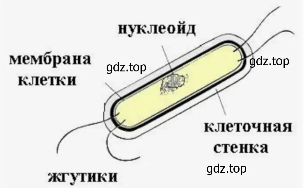 Сравнить внешний вид сенной палочки с бактериями