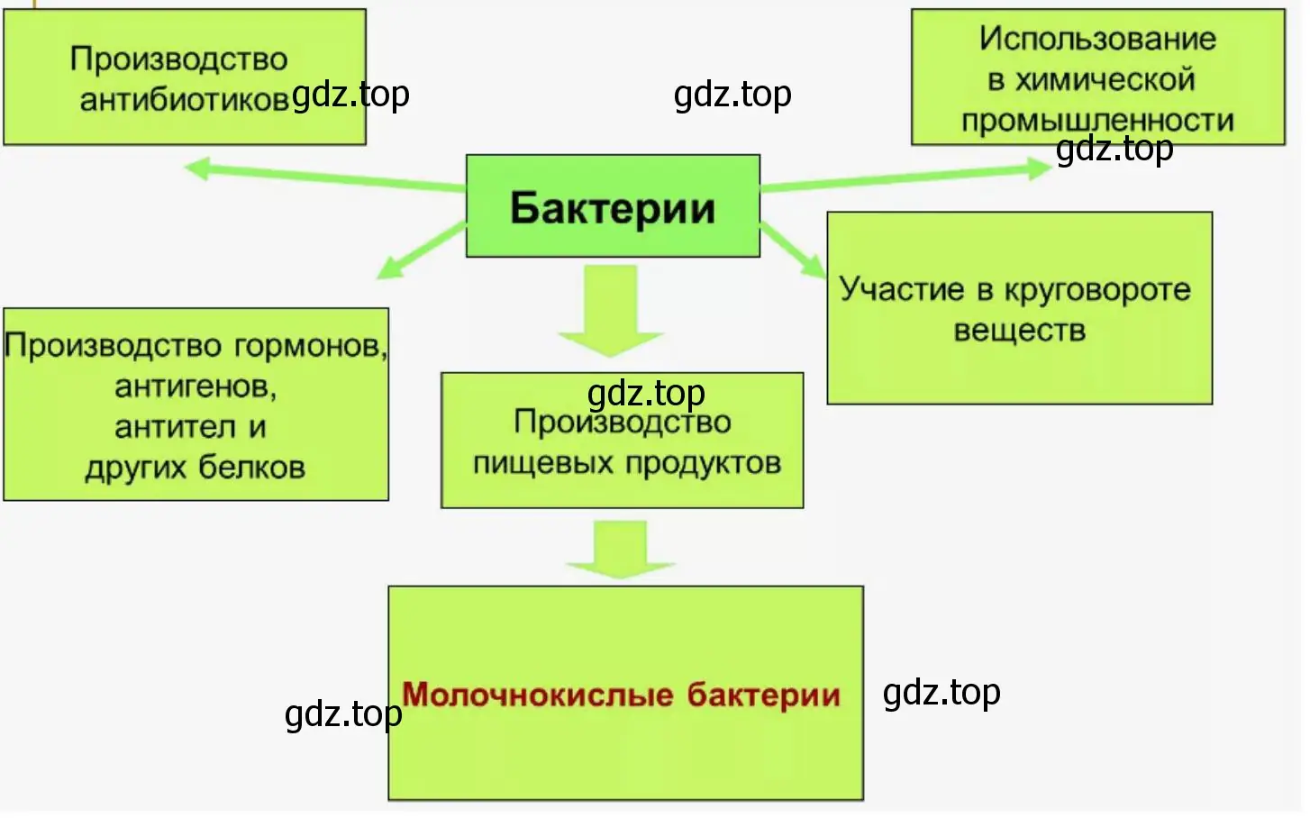 Схема, иллюстрирующая использование бактерий в хозяйственной деятельности человека