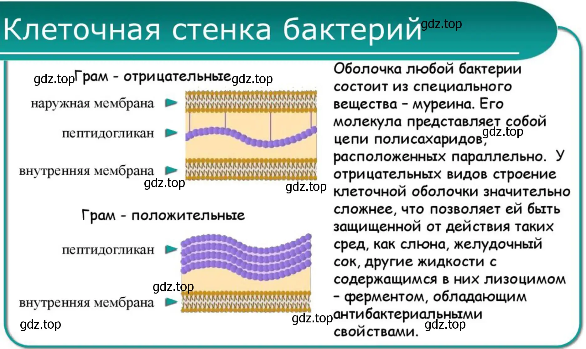 Схема, отражающая строение оболочки бактерии и способы её связи с внешним миром