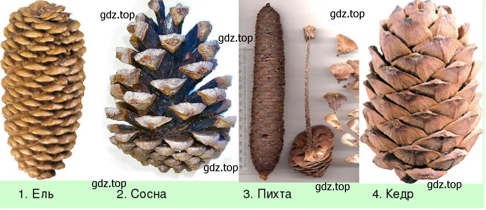 Собрать коллекцию шишек сосны, ели, лиственницы и можжевельника