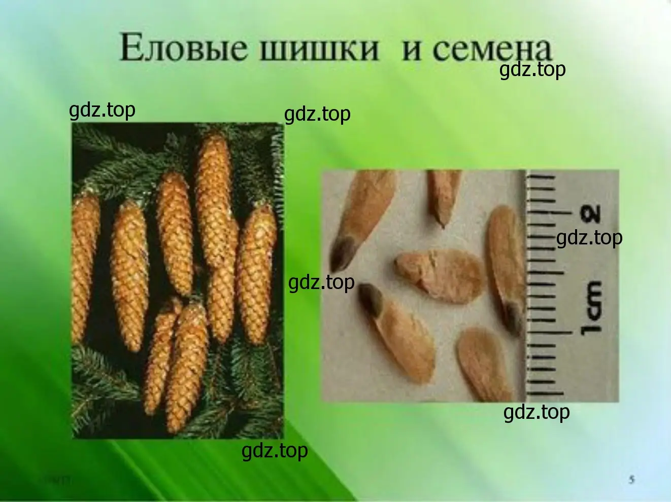 Наглядное пособие, по теме «Шишки и семена хвойных растений»